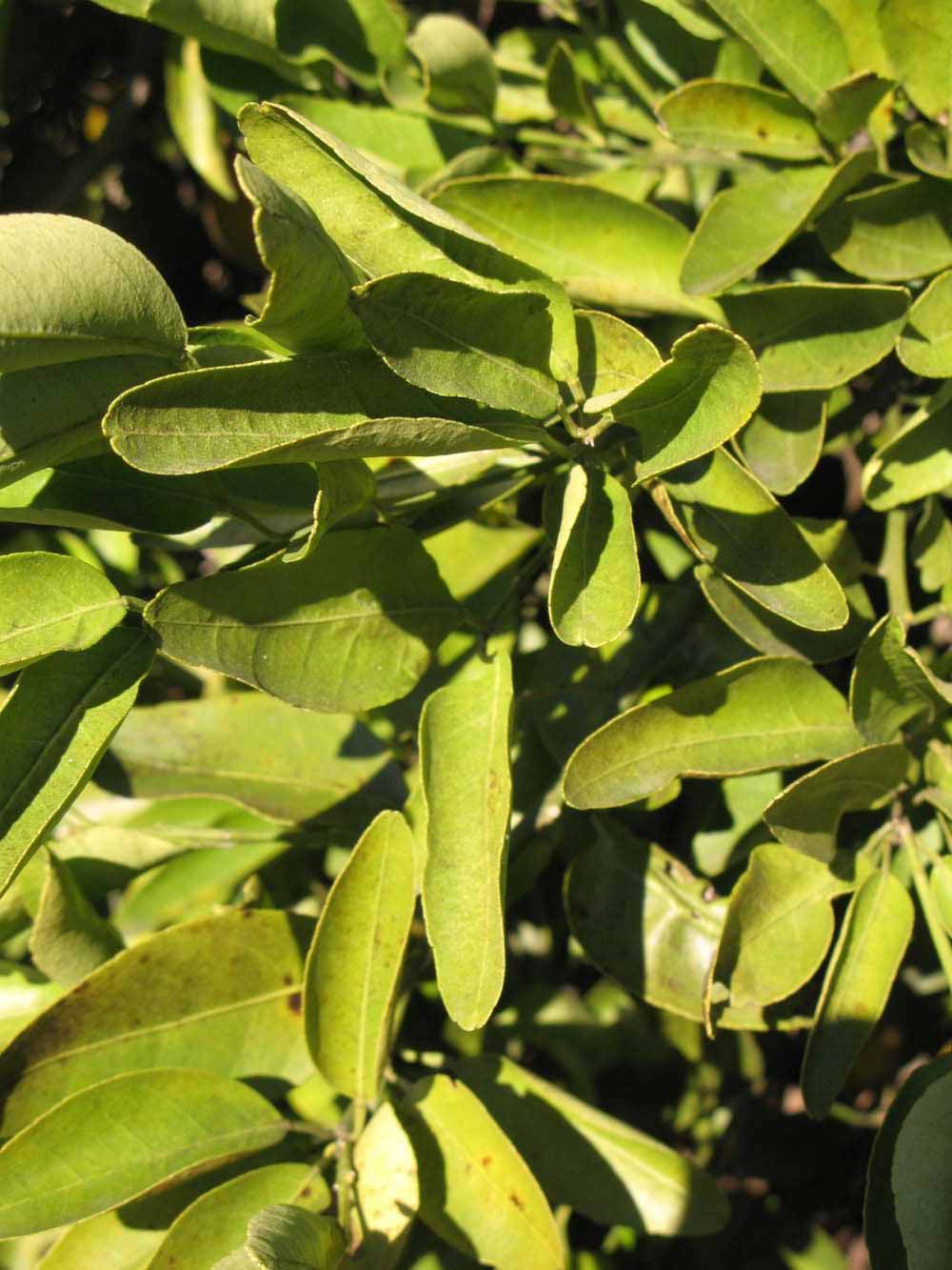            Sun leaves (Winter Haven, FL)   